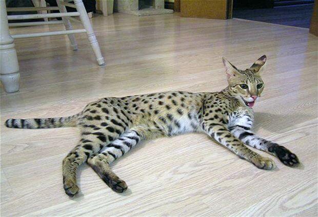 Самый большой кот в мире – саванный кот
