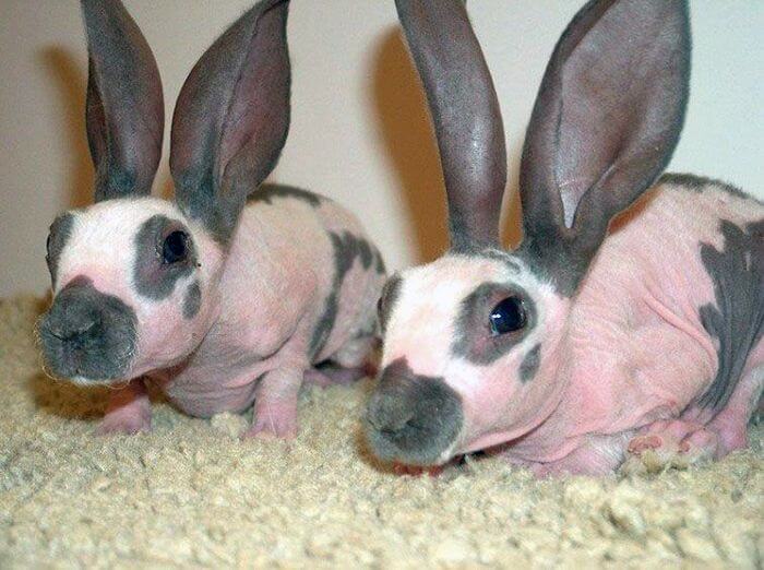 Кролики без шерсті