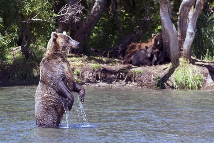 Полювання на ведмедя