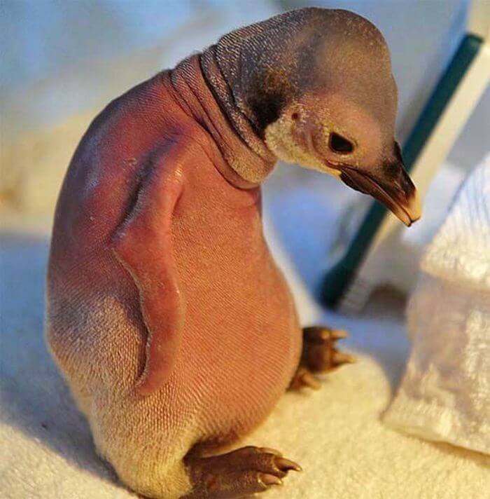 Пингвин без шерсти