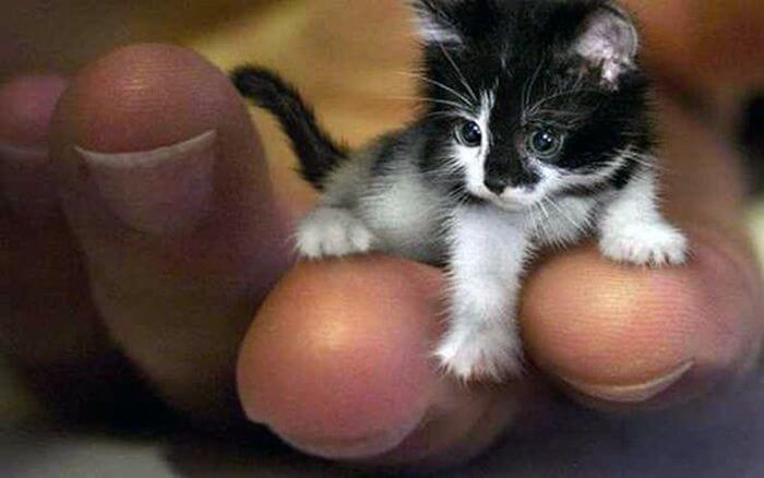 найменший кіт в світі