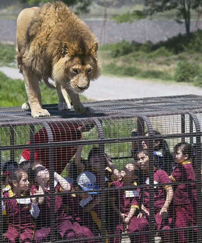 Уникальный зоопарк с львами