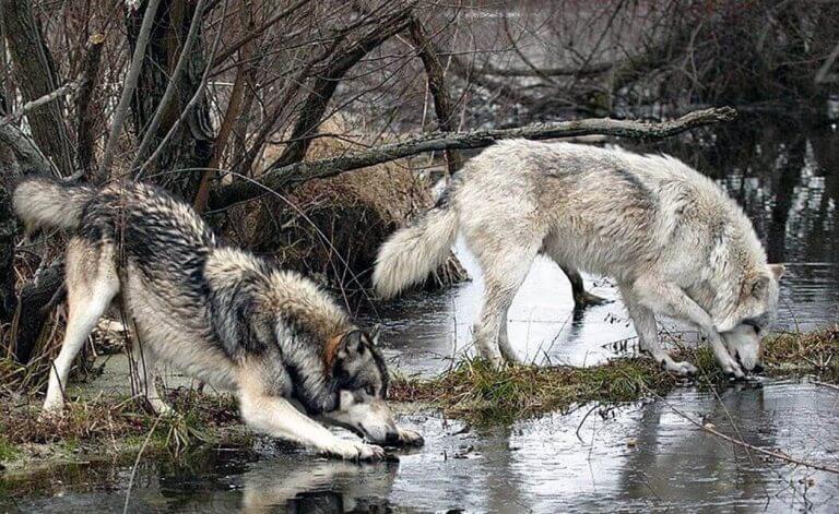 Интересное о волках