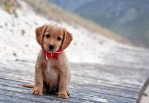 Как правильно кормить щенка