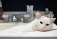 Как правильно помыть кота