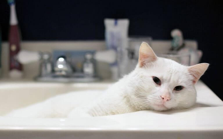 Як правильно помити кота