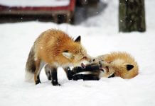 Лисья деревня