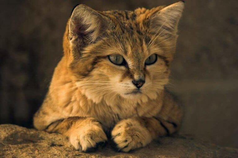 Песчаный кот