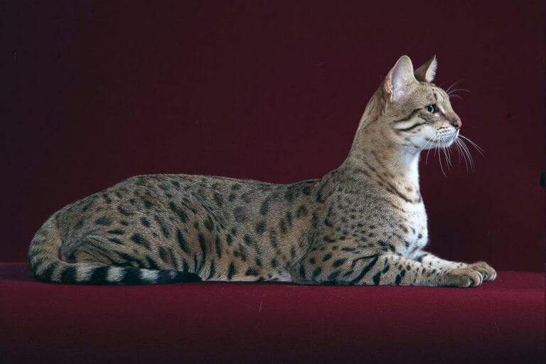 Найбільший кіт у світі – саванний кіт