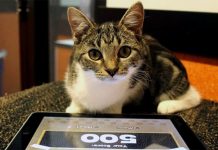 Студент из Австралии создал ряд видеоигр специально для котов