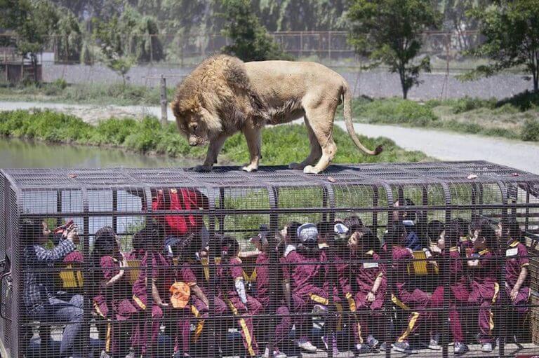 Уникальный зоопарк с львами