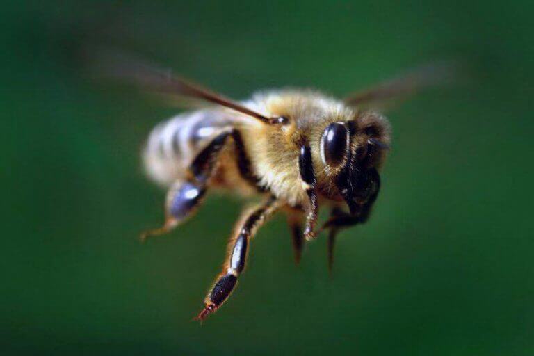 Внимание! Пчелы!
